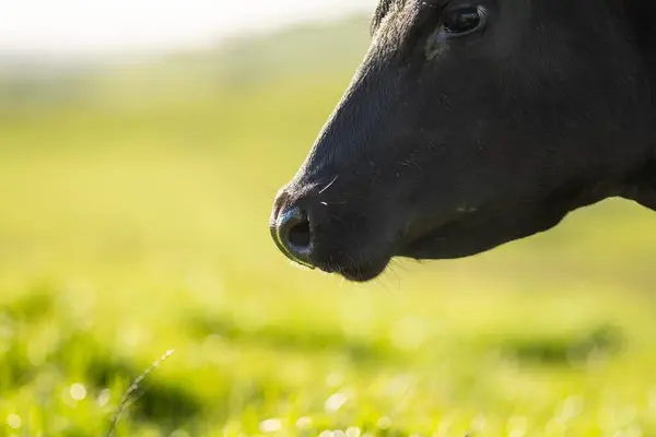 Australian wagyu cows grazing in a field on pasture. close up of a black angus cow eating grass in a paddock in springtime