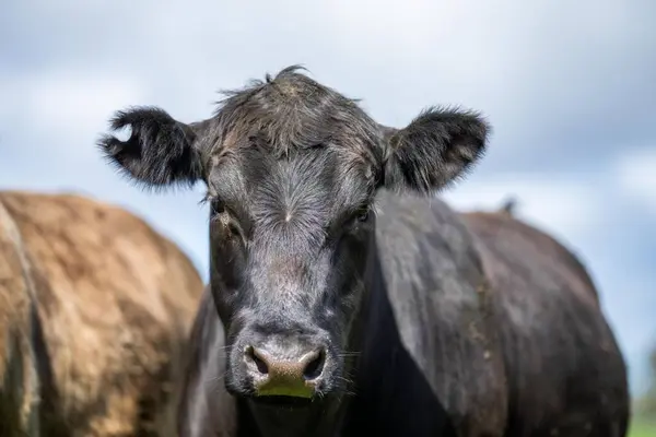 portrait of a Australian wagyu cows grazing in a field on pasture. close up of a black angus cow eating grass in a paddock in springtime