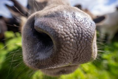 Avustralya wagyu inekleri çayırda otluyor. İlkbaharda bir otlakta ot yiyen siyah bir angus ineğinin yakınına. 