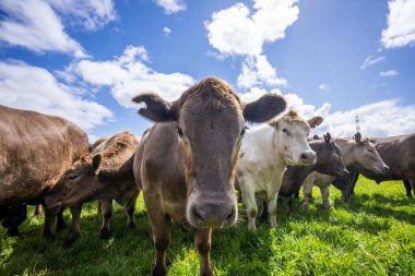 Avustralya wagyu inekleri çayırda otluyor. İlkbaharda bir otlakta ot yiyen siyah bir angus ineğinin yakınına. 