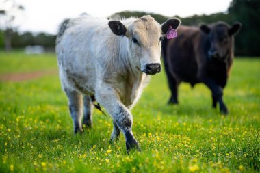 Avustralya wagyu inekleri çayırda otluyor. İlkbaharda bir otlakta ot yiyen siyah bir angus ineğinin yakınına. 