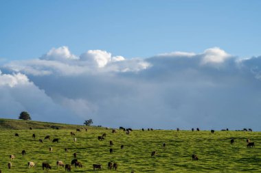 İlkbaharda Angus ve Murray Grey inekleriyle Avustralya 'da tarım arazisi 
