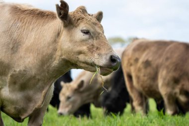 Avustralya inekleri çayırda otluyor. İlkbaharda bir otlakta ot yiyen gri gri bir ineğe yaklaş. 