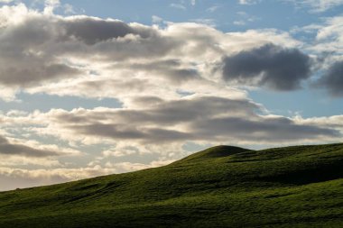 İlkbaharda Angus ve Murray Grey inekleriyle Avustralya 'da tarım arazisi 