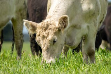 Avustralya inekleri çayırda otluyor. İlkbaharda bir otlakta ot yiyen gri gri bir ineğe yaklaş. 