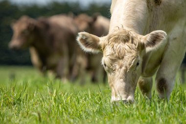 Avustralya inekleri çayırda otluyor. İlkbaharda bir otlakta ot yiyen gri gri bir ineğe yaklaş. 