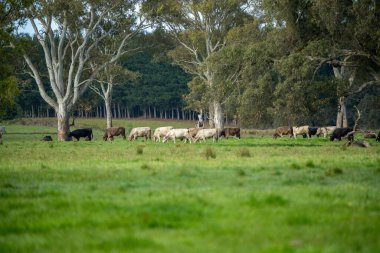 Avustralya inekleri çayırda otluyor. İlkbaharda bir otlakta ot yiyen gri gri bir ineğe yaklaş. 