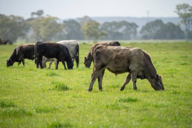 Avustralya inekleri çayırda otluyor. İlkbaharda bir otlakta ot yiyen gri gri bir ineğe yaklaş. 
