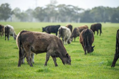 Avustralya inekleri çayırda otluyor. İlkbaharda bir otlakta ot yiyen gri gri bir ineğe yaklaş. 