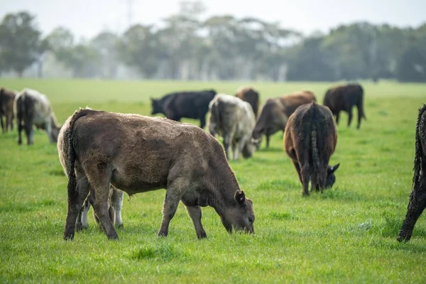 Avustralya inekleri çayırda otluyor. İlkbaharda bir otlakta ot yiyen gri gri bir ineğe yaklaş. 