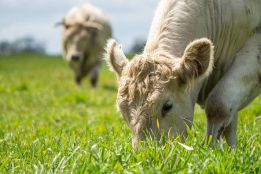 Avustralya 'da bir tarlada otlayan beyaz bir ineğe yaklaş.