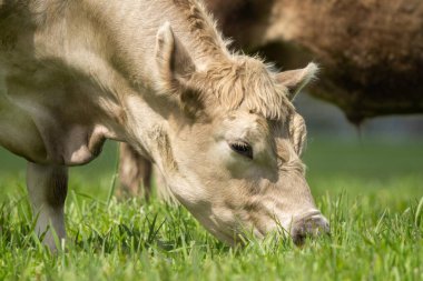 Avustralya 'da bir tarlada otlayan beyaz bir ineğe yaklaş.