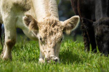 Avustralya 'da bir tarlada otlayan damızlık sığır, inek ve buzağılar. Sürü türleri arasında benekli park, Murray Grey, Angus, Brangus ve Wagyu bahar aylarında uzun otlaklarda bulunur.