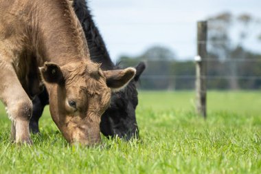 Avustralya 'da bir tarlada otlayan damızlık sığır, inek ve buzağılar. Sürü türleri arasında benekli park, Murray Grey, Angus, Brangus ve Wagyu bahar aylarında uzun otlaklarda bulunur.