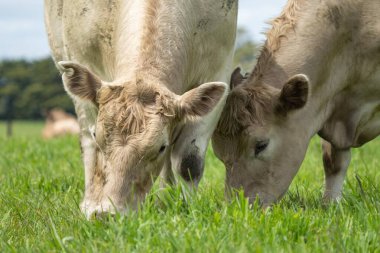 Avustralya 'da bir tarlada otlayan damızlık sığır, inek ve buzağılar. Sürü türleri arasında benekli park, Murray Grey, Angus, Brangus ve Wagyu bahar aylarında uzun otlaklarda bulunur.