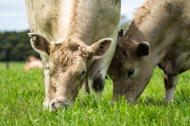 Avustralya 'da bir tarlada otlayan beyaz bir ineğe yaklaş.