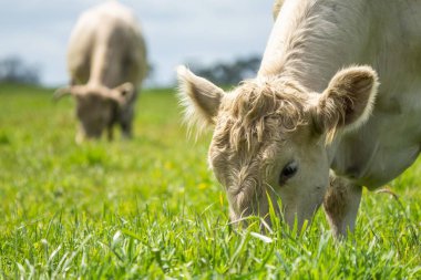 Avustralya 'da bir tarlada otlayan damızlık sığır, inek ve buzağılar. Sürü türleri arasında benekli park, Murray Grey, Angus, Brangus ve Wagyu bahar aylarında uzun otlaklarda bulunur.