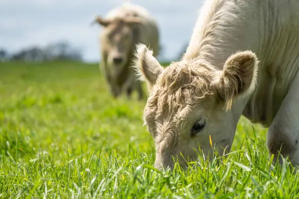 Avustralya 'da bir tarlada otlayan damızlık sığır, inek ve buzağılar. Sürü türleri arasında benekli park, Murray Grey, Angus, Brangus ve Wagyu bahar aylarında uzun otlaklarda bulunur.