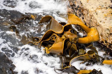 Kayalarda yetişen yosun yosunları. Yenilebilir deniz otları okyanusta hasat etmeye hazır. 