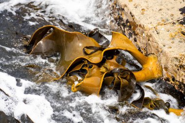 Okyanustaki kayalıklarda yetişen yosun Avustralya 'da dalgalarda