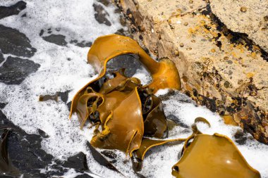 Okyanustaki kayalıklarda yetişen yosun Avustralya 'da dalgalarda