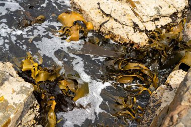 Okyanustaki kayalıklarda yetişen yosun Avustralya 'da dalgalarda