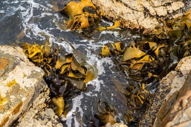 Okyanustaki kayalıklarda yetişen yosun Avustralya 'da dalgalarda
