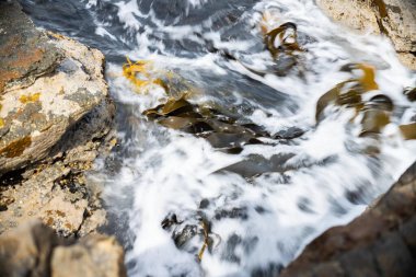 Okyanustaki kayalıklarda yetişen yosun Avustralya 'da dalgalarda