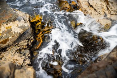 Okyanustaki kayalıklarda yetişen yosun Avustralya 'da dalgalarda