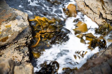 Kayalarda yetişen yosun yosunları. Yenilebilir deniz otları okyanusta hasat etmeye hazır. 