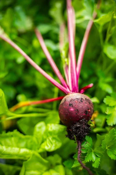 harvesting a beetroot in a home vegetable garden on a farm in australia. picking healthy veggies for lunch in spring