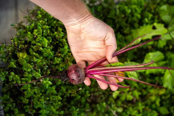 harvesting a beetroot in a home vegetable garden on a farm in australia. picking healthy veggies for lunch in spring