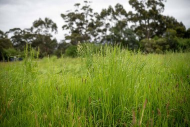 Avustralya 'da bir çiftlikte otlak. Amerika 'da bahar çimi büyümesi