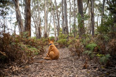 Avustralya 'da bir macerada ormanda esmer kelpie köpeği.