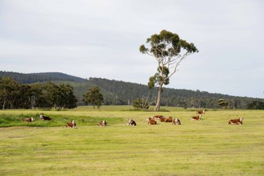 Rejeneratif tarım çiftliğindeki bir tarlada Hereford inekleri