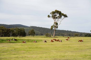 Avustralya 'da bir tarlada otlayan damızlık sığır ve sığırların yakınına. saman ve tohum yiyorlar. Angus, brangus, wagyu ve hereford cinsleri.