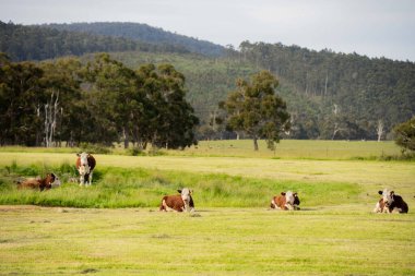 Avustralya 'da bir tarlada otlayan damızlık sığır ve sığırların yakınına. saman ve tohum yiyorlar. Angus, brangus, wagyu ve hereford cinsleri.