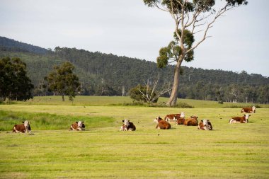 Rejeneratif tarım çiftliğindeki bir tarlada Hereford inekleri