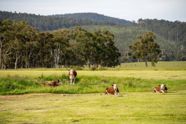 İlkbaharda rejeneratif tarım çiftliğindeki bir tarlada Hereford inekleri