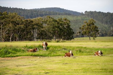 Rejeneratif tarım çiftliğindeki bir tarlada Hereford inekleri