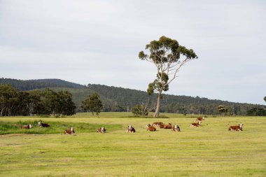 Avustralya 'da inekler ve sığırlar otluyor