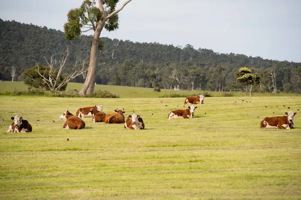Hereford cows in a field on a regenerative agriculture farm in spring