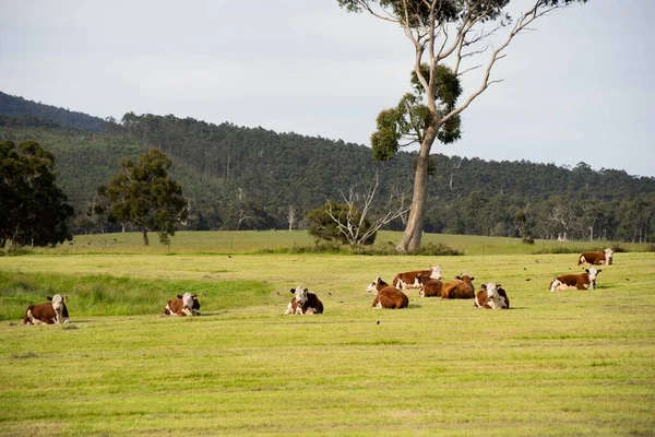 Hereford cows in a field on a regenerative agriculture farm in spring