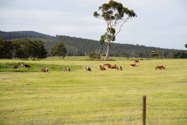 Rejeneratif tarım çiftliğindeki bir tarlada Hereford inekleri