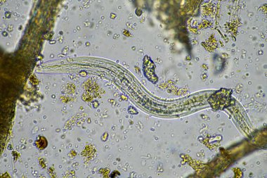 Toprak mikroorganizmaları; nematod, mikro eklembacaklılar, eklem bacaklılar, tardigrad ve rotiferlerden oluşan toprak örnekleri, toprak mantarları ve bakterileri mikroskop altındaki bir çiftlikte mikroskop altında bir çiftlikte.