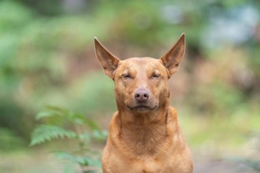 Çalışan kelpie köpeği Avustralya 'da bir çiftlikte çimlerde oturuyor.