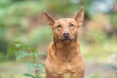 Çalışan kelpie köpeği Avustralya 'da bir çiftlikte çimlerde oturuyor.