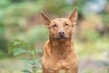 Çalışan kelpie köpeği Avustralya 'da bir çiftlikte çimlerde oturuyor.
