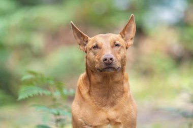 Çalışan kelpie köpeği Avustralya 'da bir çiftlikte çimlerde oturuyor.