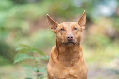 Çalışan kelpie köpeği Avustralya 'da bir çiftlikte çimlerde oturuyor.